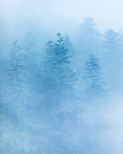 "FOREST FOG" Landscape Photography Print, Metal or Fine Art Paper