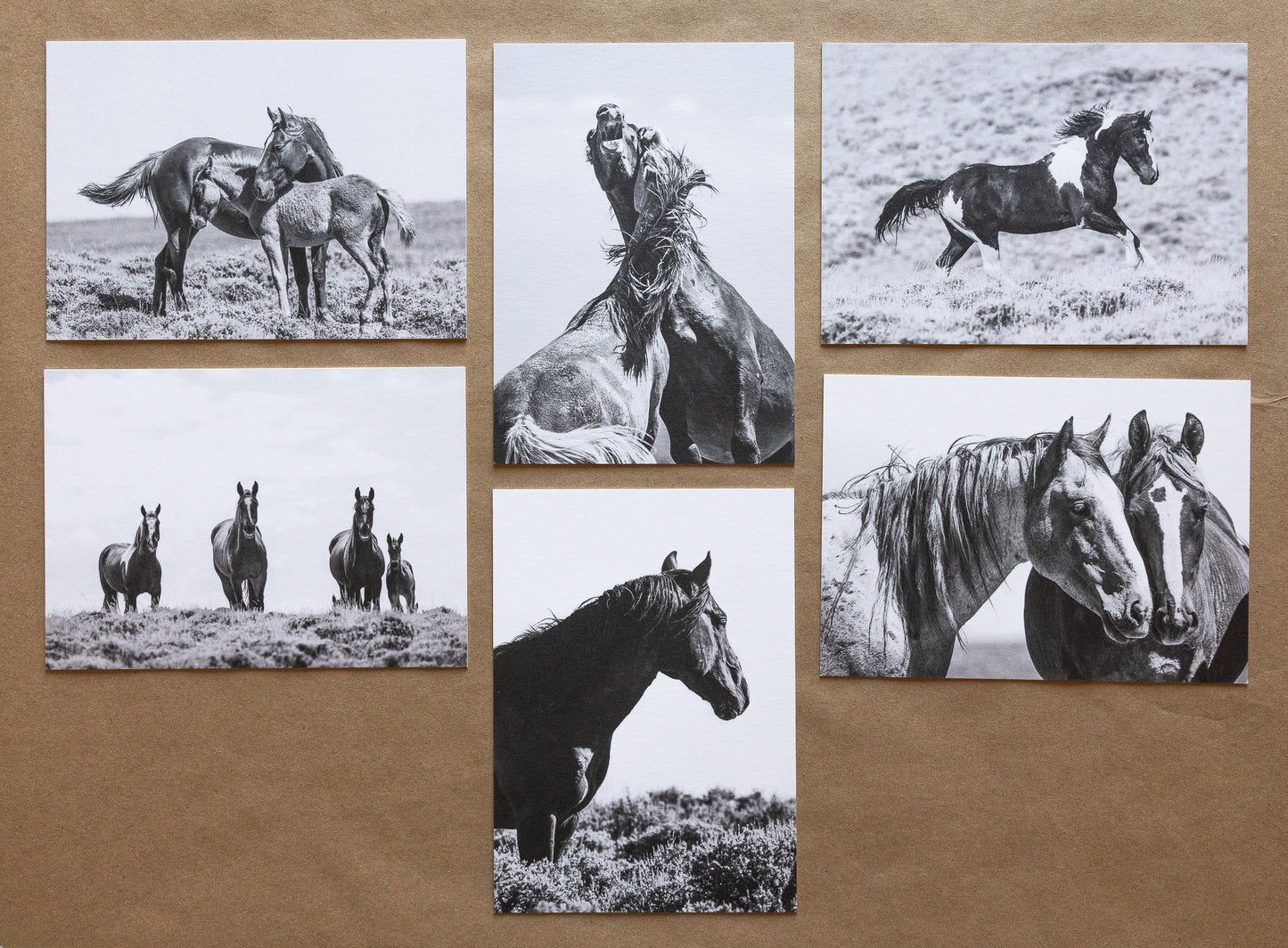 "WILD ONES II" Mustang Notecards, Set of 6 Blank Wild Horse Photography Postcards