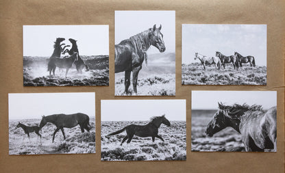 "WILD ONES I" Mustang Notecards, Set of 6 Blank Wild Horse Photography Postcards