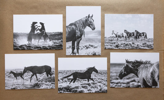 "WILD ONES I" Mustang Notecards, Set of 6 Blank Wild Horse Photography Postcards