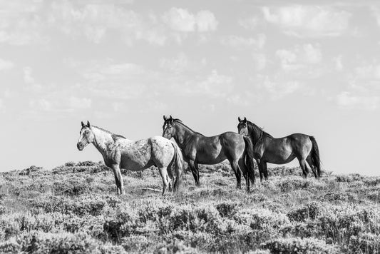 "TRIO" Wild Horse Photography Print on Fine Art Matte Paper or Matte Aluminum