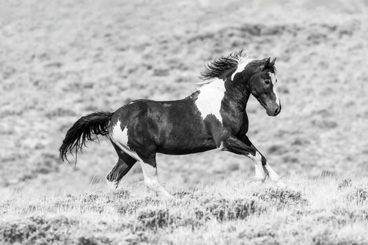 "DENALI" Wild Horse Photography Print on Fine Art Matte Paper or Matte Aluminum