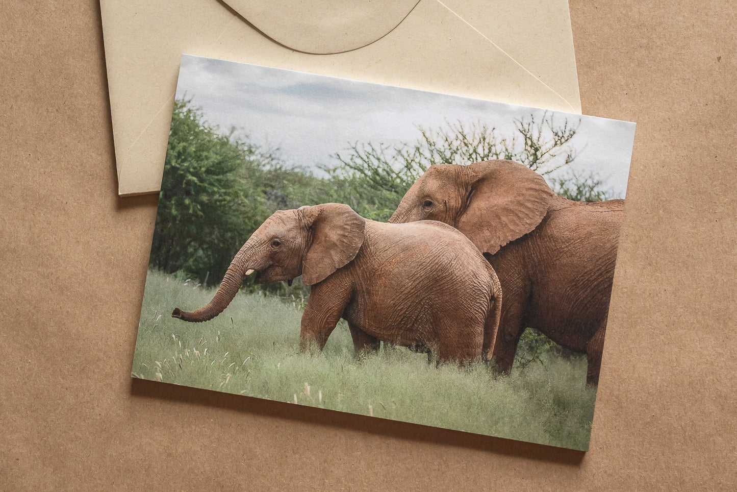 "AFRICAN ADVENTURE I" Nature Notecards, Set of 5 Blank Africa Photography Postcards