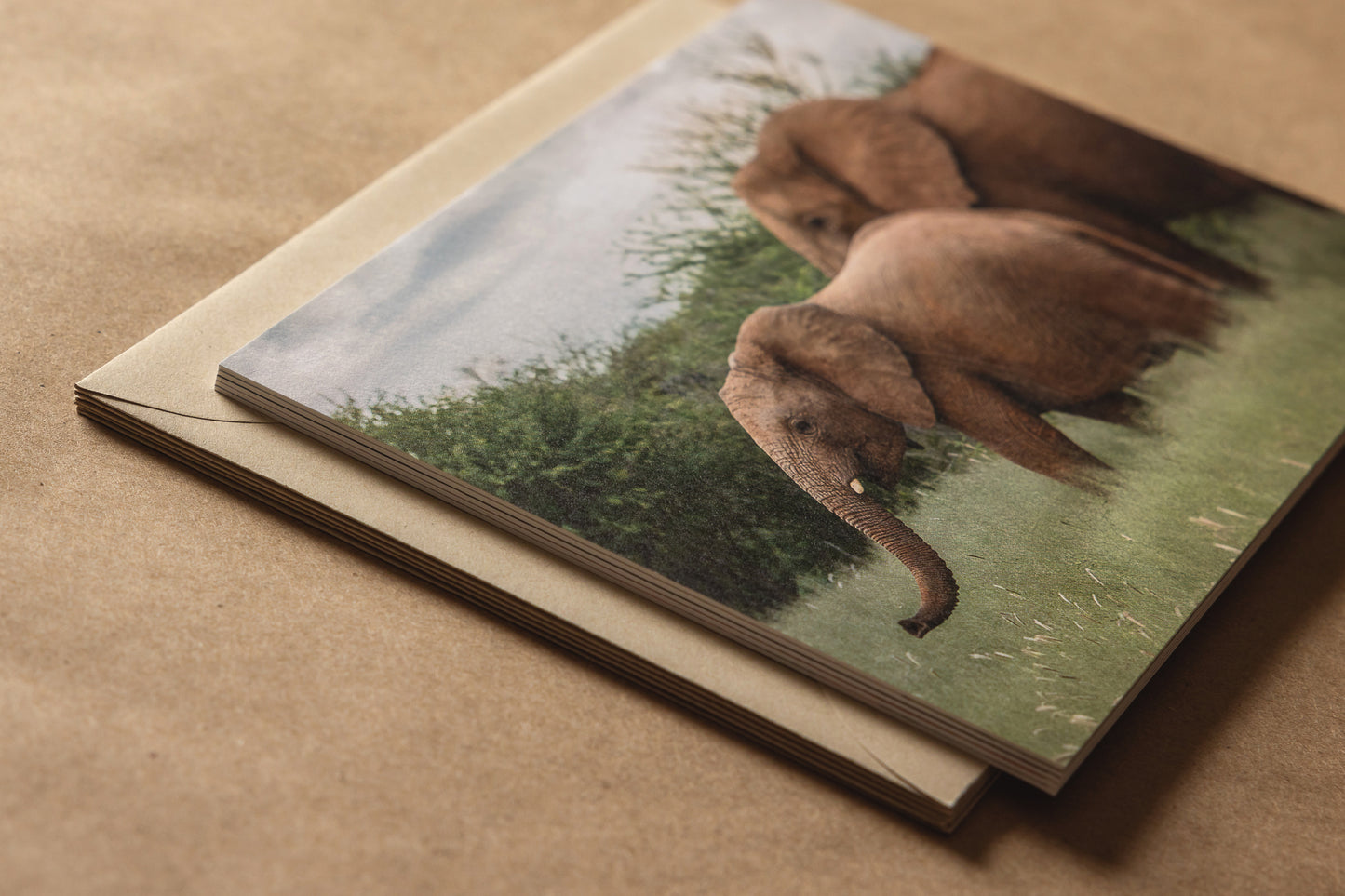 "AFRICAN ADVENTURE I" Nature Notecards, Set of 5 Blank Africa Photography Postcards