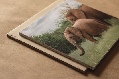 "AFRICAN ADVENTURE I" Nature Notecards, Set of 5 Blank Africa Photography Postcards