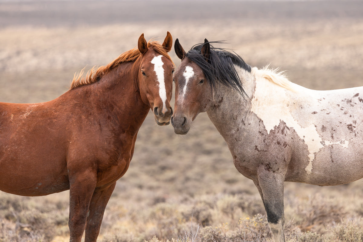 "BACHELOR BUDS" Wild Horse Photography Print, Metal or Fine Art Paper