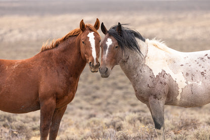 "BACHELOR BUDS" Wild Horse Photography Print, Metal or Fine Art Paper