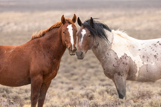 "BACHELOR BUDS" Wild Horse Photography Print, Metal or Fine Art Paper
