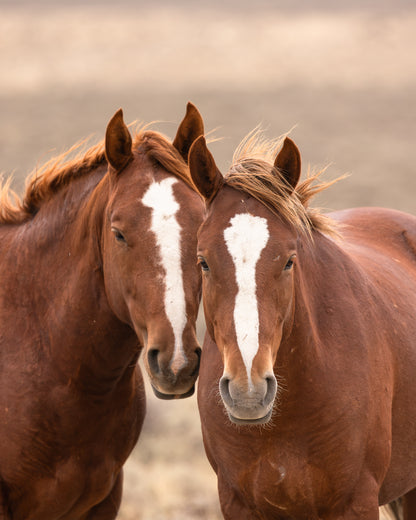 "BACHELOR BROTHERS" Wild Horse Photography Print, Metal or Fine Art Paper