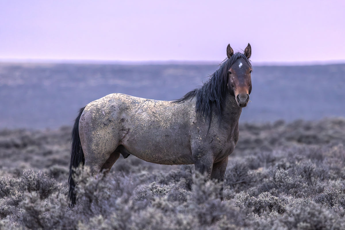 "SUNSET BOLT" Wild Horse Photography Print, Metal or Fine Art Paper