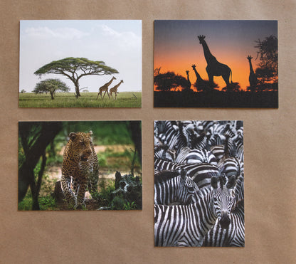 "AFRICAN ADVENTURE I" Nature Notecards, Set of 4 Blank Africa Photography Postcards