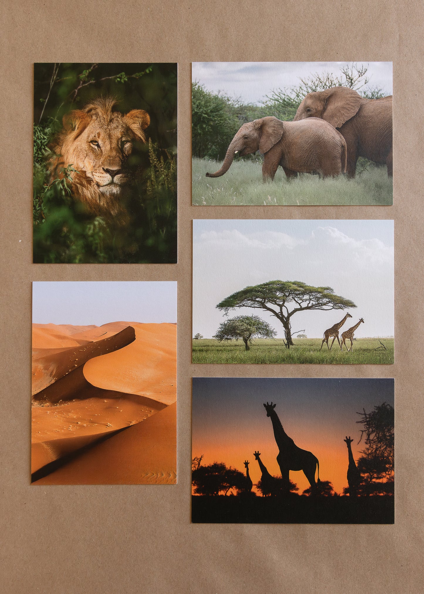 "AFRICAN ADVENTURE I" Nature Notecards, Set of 5 Blank Africa Photography Postcards