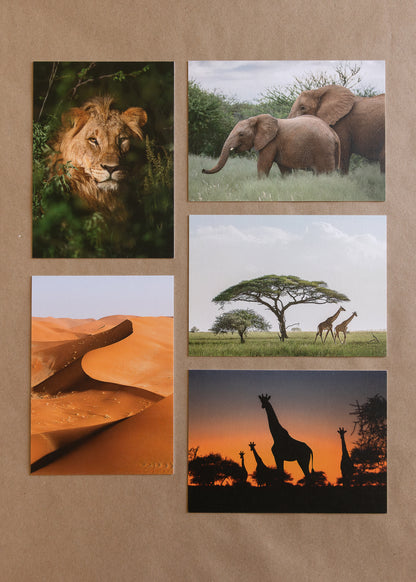 "AFRICAN ADVENTURE I" Nature Notecards, Set of 5 Blank Africa Photography Postcards