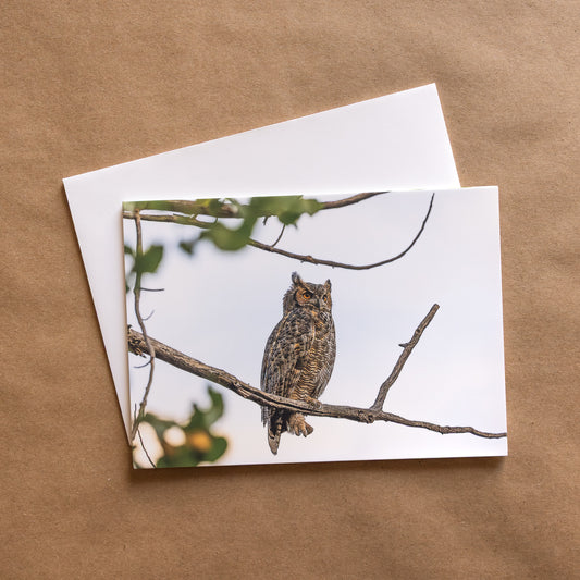 "FEATHERED FRIENDS" Nature Notecards, Set of 4 Blank Bird Photography Postcards