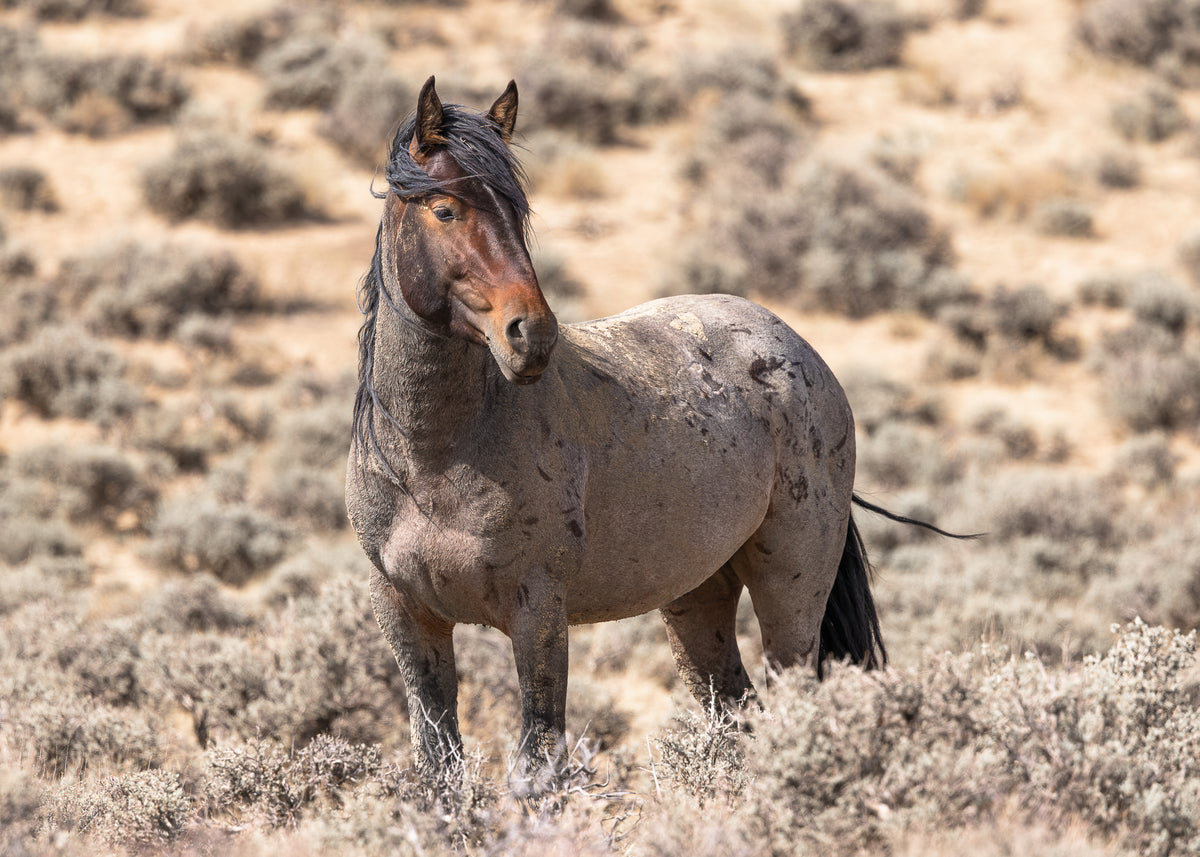 "BOLT" Wild Horse Photography Print, Metal or Fine Art Paper