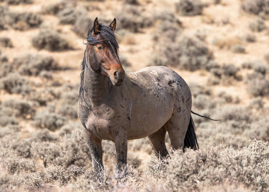 "BOLT" Wild Horse Photography Print, Metal or Fine Art Paper