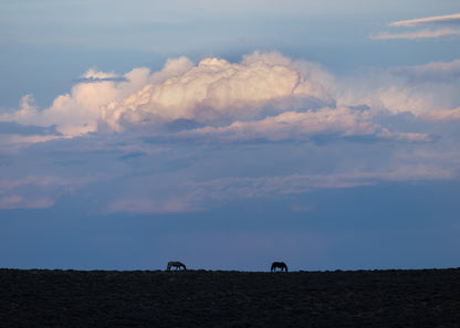 "BLUE HOUR" Wild Horse Photography Print, Metal or Fine Art Paper