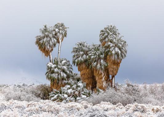 "WINTER OASIS" Landscape Photography Print, Metal or Fine Art Paper