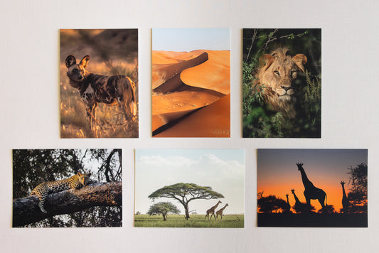 "AMAZING AFRICA" Nature Notecards, Set of 6 Blank Africa Photography Postcards