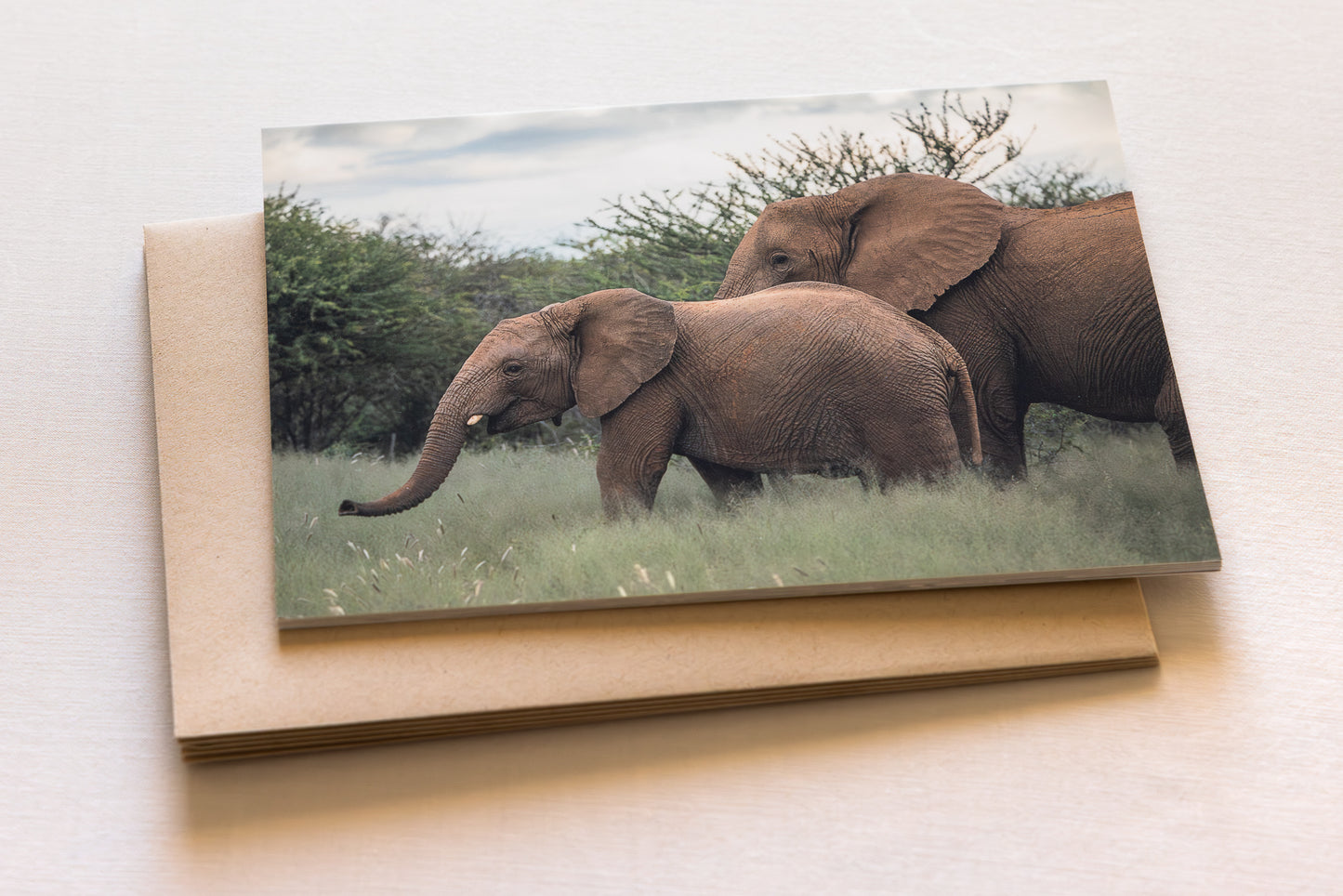 "AFRICAN ADVENTURE" Nature Notecards, Set of 6 Blank Africa Photography Postcards