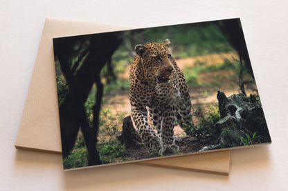 "AFRICAN ADVENTURE" Nature Notecards, Set of 6 Blank Africa Photography Postcards