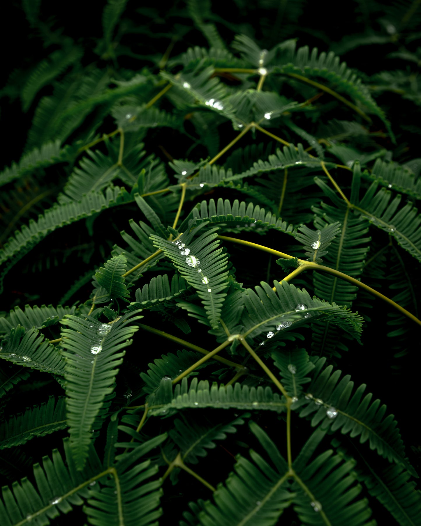 "DIAMOND DROPS" Landscape Photography Print, Metal or Fine Art Paper