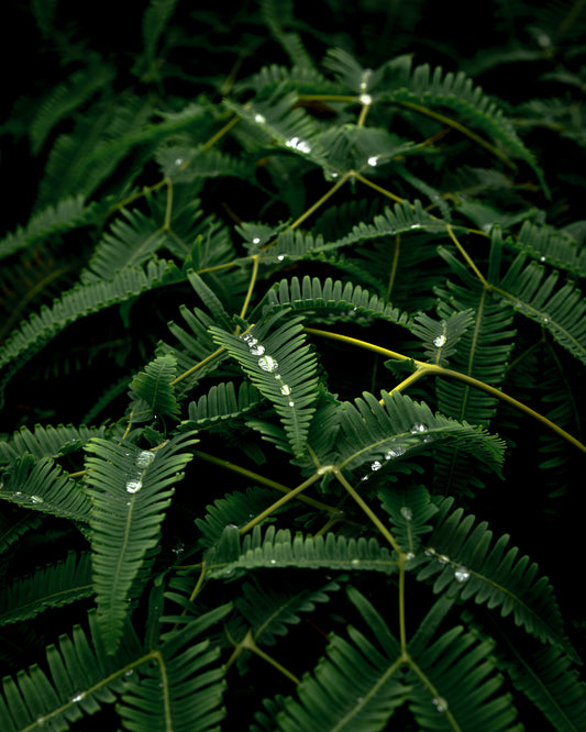 "DIAMOND DROPS" Landscape Photography Print, Metal or Fine Art Paper