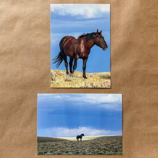 "HUNK DUO" Wild Horse Notecards, Set of 2 Blank Mustang Photography Postcards