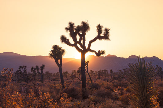 "JOSHUA TREE" Landscape Photography Print, Metal or Fine Art Paper