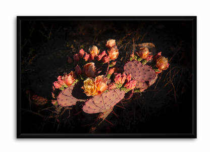 CUSTOM FRAMED "CACTUS BLOOM" (8x12)