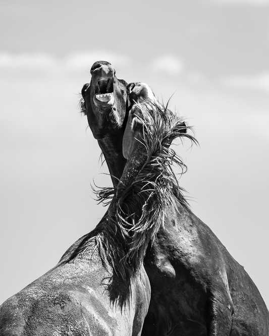 "FURY" Wild Horse Photography Print on Fine Art Matte Paper