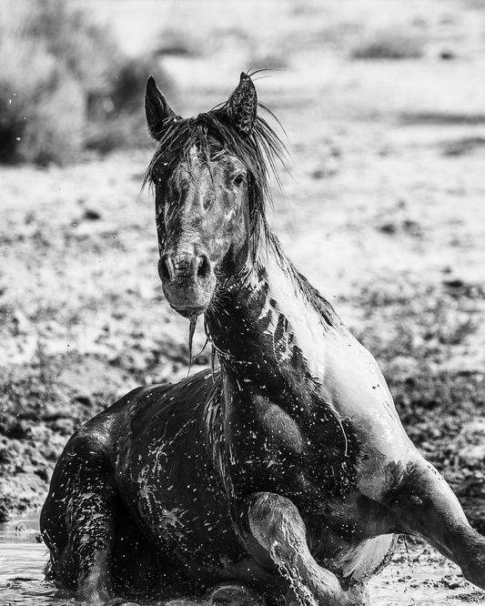 "SPLASH" Wild Horse Photography Print on Fine Art Matte Paper