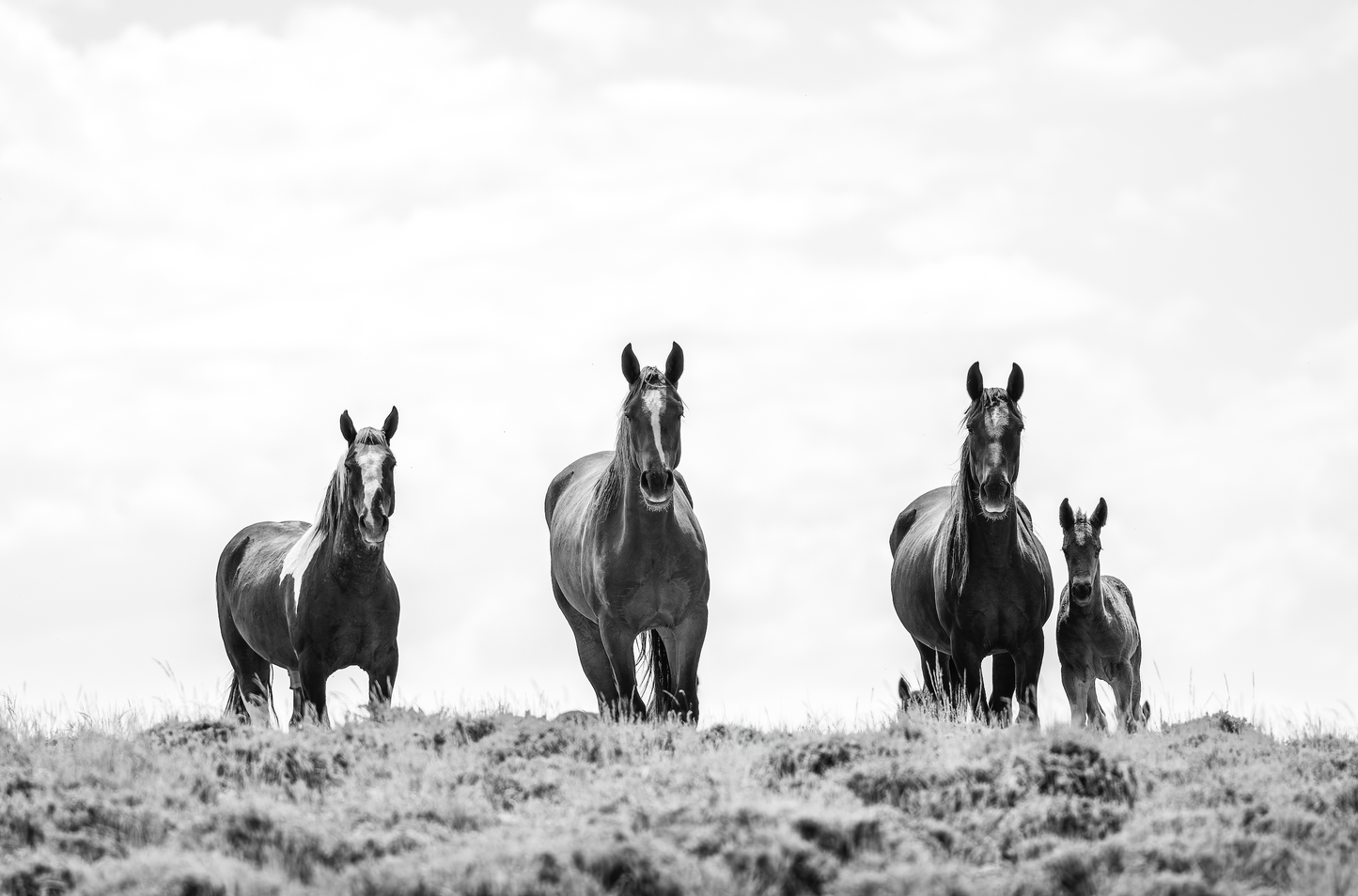 "SPOTTED" Wild Horse Photography Print on Fine Art Matte Paper or Matte Aluminum