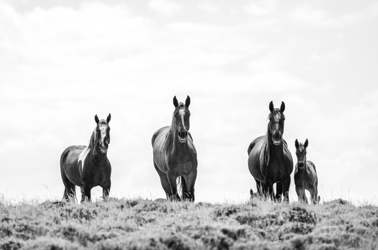 "SPOTTED" Wild Horse Photography Print on Fine Art Matte Paper or Matte Aluminum
