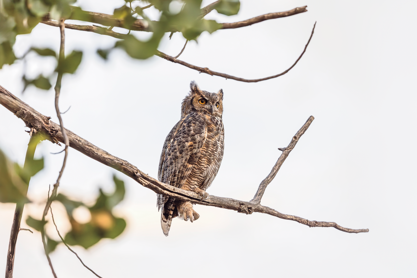 "EVER WATCHFUL" Landscape Photography Print, Metal or Fine Art Paper