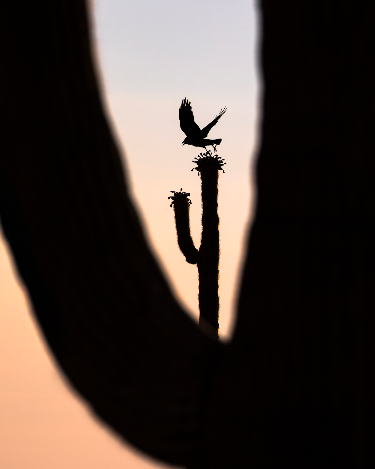 "RAVEN RISING" Landscape Photography Print, Metal or Fine Art Paper