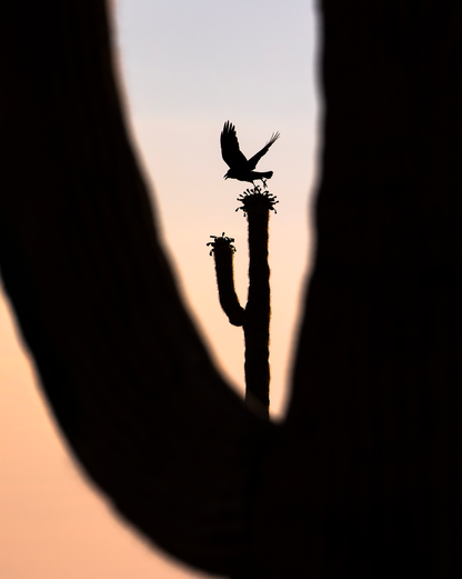 "RAVEN RISING" Landscape Photography Print, Metal or Fine Art Paper