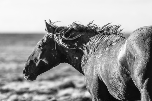 "WILD ONE" Wild Horse Photography Print on Fine Art Matte Paper or Matte Aluminum