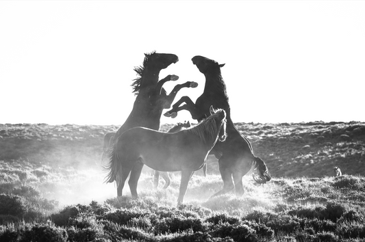 "BATTLES" Wild Horse Photography Print on Fine Art Matte Paper or Matte Aluminum