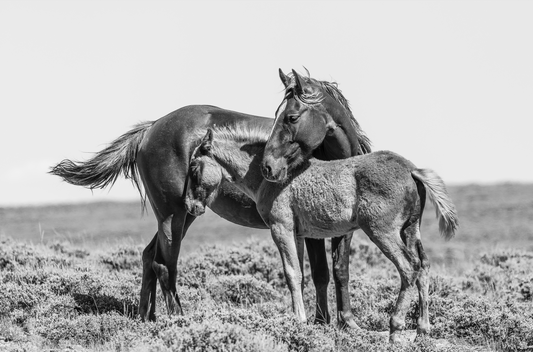 "MOTHER'S LOVE" Wild Horse Photography Print on Fine Art Matte Paper or Matte Aluminum