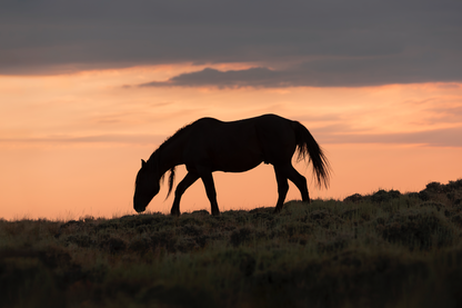 "WILDEST DREAMS" Landscape Photography Print, Metal or Fine Art Paper