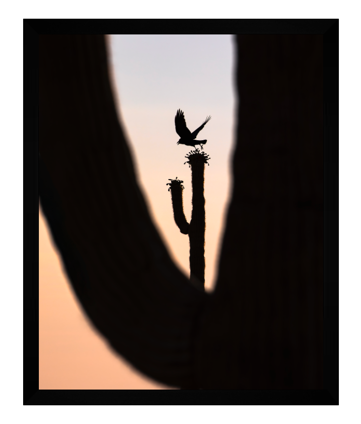 CUSTOM FRAMED "RAVEN RISING" (8x10)