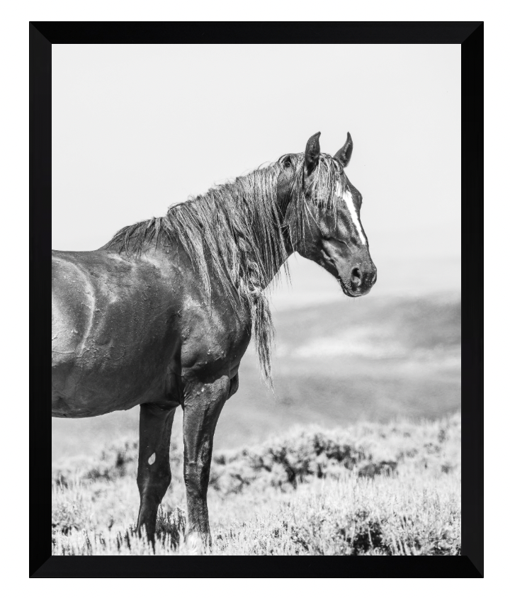 CUSTOM FRAMED "TOXA" (8x10)