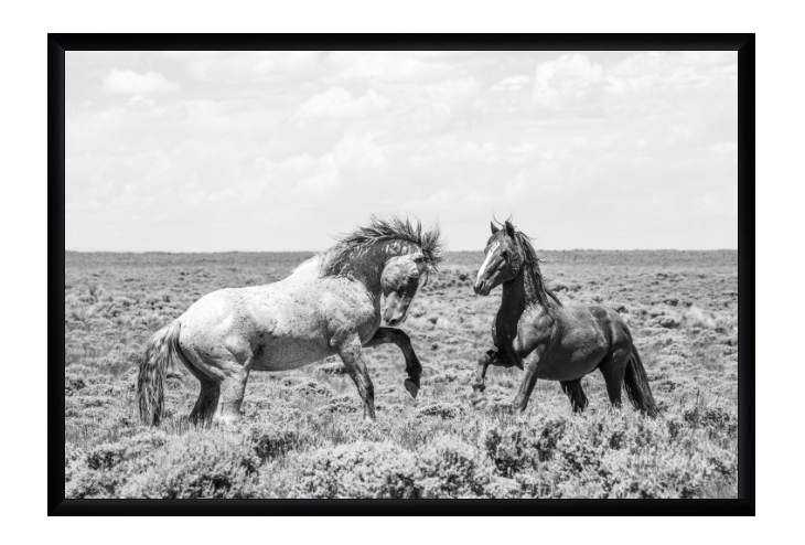 CUSTOM FRAMED "DOMINANCE" (8x12)