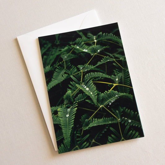"TROPICAL" Nature Notecards, Set of 2 Blank Landscape Photography Postcards